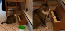 Para avisar a dona, gatinha toca piano toda vez que está com fome e vídeo viraliza