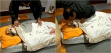 Pai que 'não queria saber de cachorro em casa' é flagrado mimando golden retriever da filha