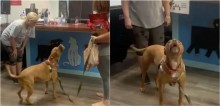 Pit bull uiva de tão feliz ao 'saber' que será adotado após 1.250 dias vivendo em abrigo; vídeo