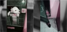 Pit bull aprende a abrir porta de casa para trazer todos seus amigos caninos para brincar - vídeo