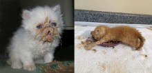 34 fotos de gatos que fizeram a maior bagunça na hora do lanche