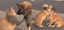 Após ser abandonado pelos donos, cão recebe abraço de consolo de gato de rua