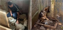 Policiais desmantelam criadouro clandestino e resgatam mais de 200 animais no PR
