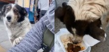 Cão de rua acaricia jovem que parou para lhe dar comida; vídeo