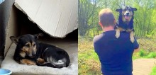 Voluntários salvam cão que vivia nas ruas e que teve seu único bem roubado: seu travesseiro