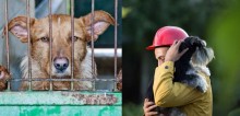 Nova lei permite que policiais entrem em residências onde haja maus-tratos a animais em capital mexicana