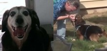 Cachorro uiva de saudade ao ouvir voz do dono por telefone após 2 anos perdido