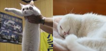 Gato famoso por ter corpo mais comprido que o normal falece aos 18 anos e comove web