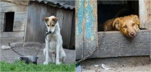 Assembleia de SP vota projeto de lei que proíbe acorrentar animais domésticos