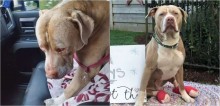 Final feliz: Pit bull arremessado de viaduto sobrevive e é adotado por família amorosa
