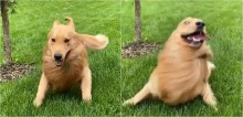 Golden retriever ativa 'modo pateta' ao reagir de maneira hilária à surpresa de dona
