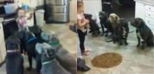 Super educados, 6 pit bulls esperam ordem de menininha de 4 anos para comer ração - vídeo