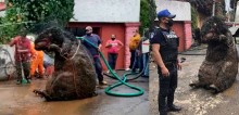 'Rato gigante' é encontrado em esgoto no México - vídeo