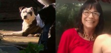 Em ato heroico, pit bull salva mulher após assaltante invadir residência