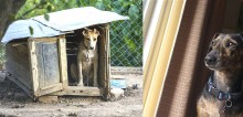 Nova lei permite que policiais invadam residências onde haja maus-tratos a animais em capital mexicana