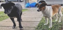 Moradores de cidade gaúcha ficam indignados após prefeitura separar cães comunitários; vídeo