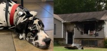 Dogue alemão salva família de incêndio que se alastrou por sua casa de madrugada