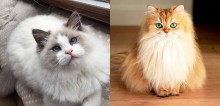 Conheça 30 raças distintas de gatos e as suas origens