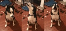 Após destruir cama e fazer a maior bagunça, husky siberiano retruca a dona e vídeo faz sucesso na web