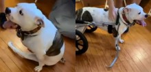 Pit bull com paralisia pula de alegria ao usar carrinho que a permite correr sozinha