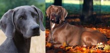 Cães da raça weimaraner: conheça 10 fatos sobre esse cachorro tão adorável