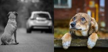 Denúncias de maus-tratos contra animais crescem durante isolamento social