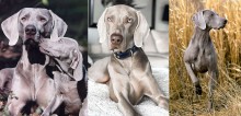 Cães da raça weimaraner: conheça 10 fatos sobre esse cachorro tão adorável