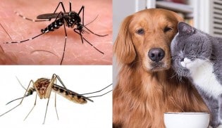 Aedes aegypti e Culex transmitem doença letal em cães e gatos