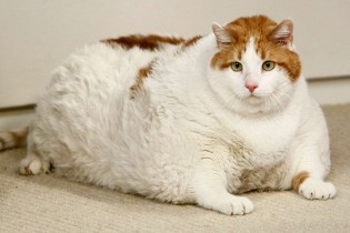 Saiba o que pode causar obesidade no seu pet