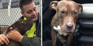 Homem viaja 4500 quilômetros para salvar pitbull de ser sacrificado