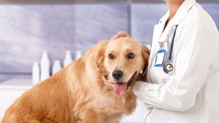 O que precisamos saber antes de levar o pet ao veterinário