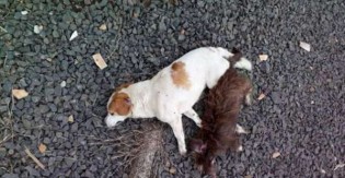 Covardia: cães e gatos morrem com suspeita de envenenamento em Goiânia (GO)