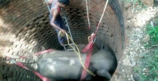 Multidão se une para resgatar elefante preso dentro de poço de 6 metros - veja vídeo