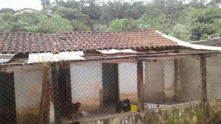 Abrigo de cães é destruído por forte chuva em Carapicuíba (SP); ONG pede doações