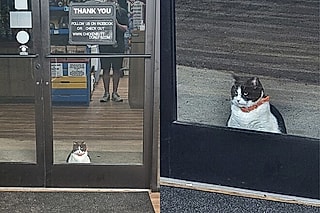 Oreo aparece na porta antes das 6 da manhã.