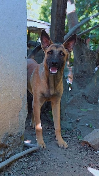Mutaz foi adotado e se transformou em um lindo cão.