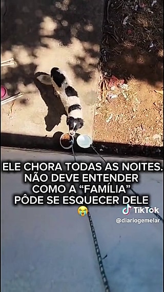 Os vizinhos passaram a alimentar o cão.