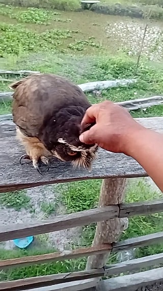 A coruja permite aproximação do homem.