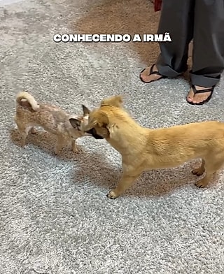 Cleeper conhecendo a irmã canina.