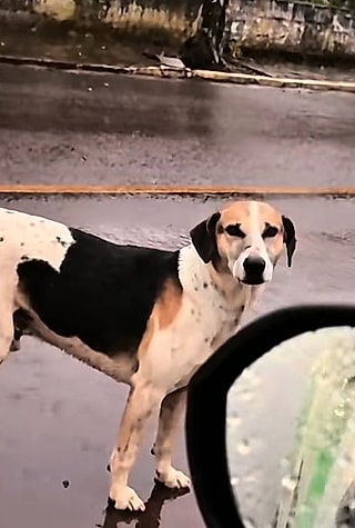 O cão estava sozinho na chuva.