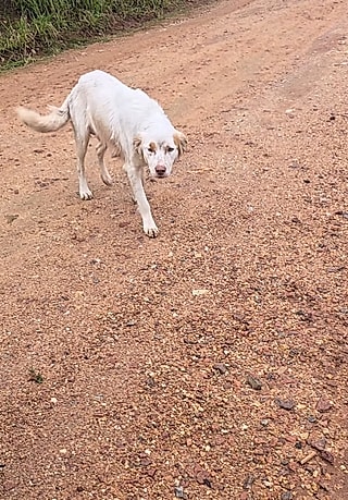 A cachorrinha parou diante do carro.