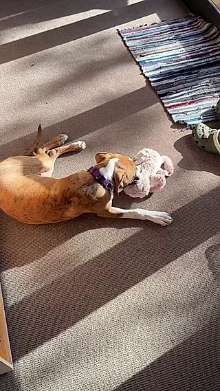 A cachorrinha adora pelúcias.