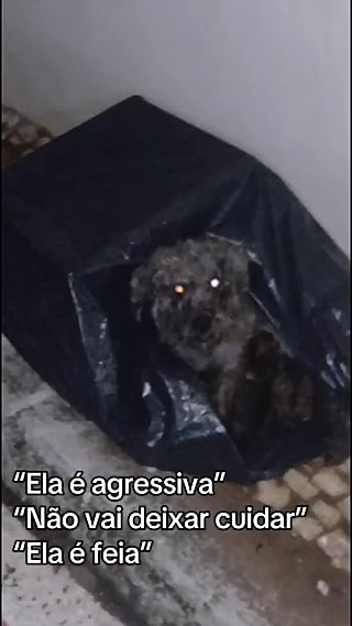 A cachorrinha estava assustada e protegendo os filhotes.