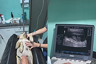 A cachorrinha está grávida de 5 filhotes.