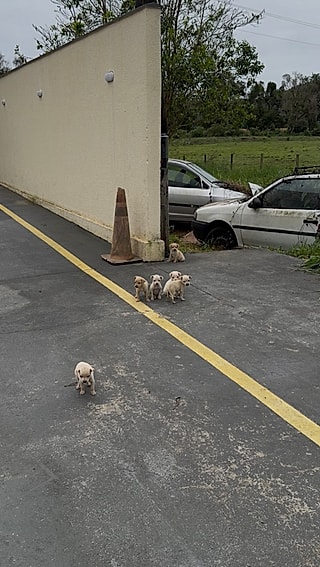 Os seis cãezinhos estavam sozinhos.