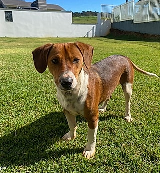 Karila ganhou um colega de trabalho de quatro patas.