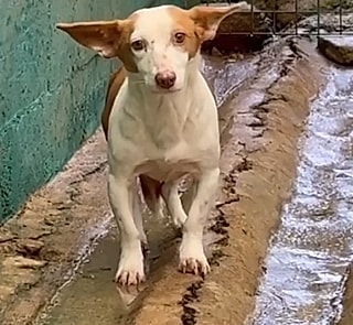 O abrigo pode ser estressante para alguns cães.