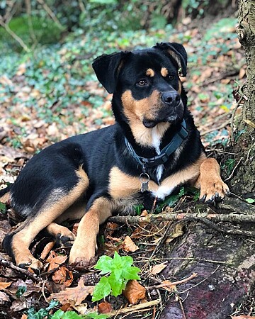 Conheça a mistura do golden retriever com rottweiler: Golden Rottie ou ...