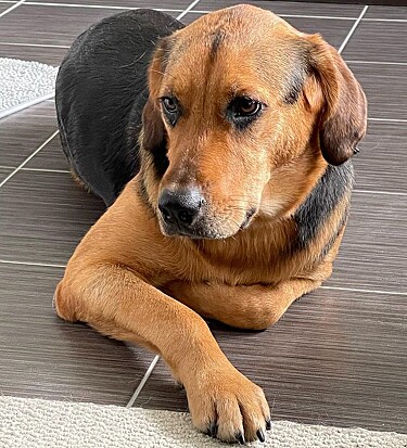 Conheça a mistura do golden retriever com rottweiler: Golden Rottie ou ...