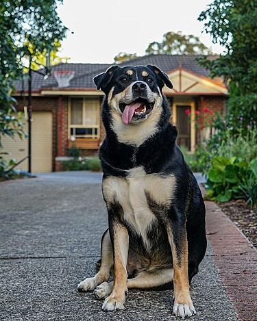 Perros Rottsky Veja como é o rottsky, o cão mistura de rottweiler com husky siberiano